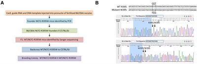 Lupus-associated NCF2 variant p.R395W in the NADPH oxidase 2 complex results in a reduced production of reactive oxygen species by myeloid cells